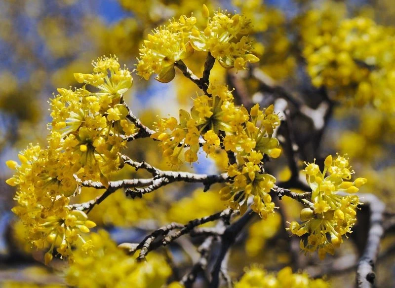 Gdy dereń jadalny zakwita, jego korona skąpana jest w morzu jaskrawożółtych kwiatów