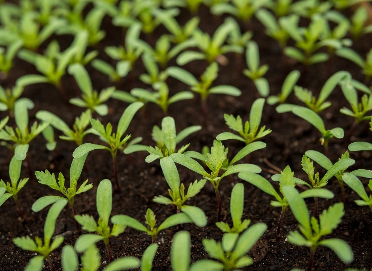Nasiona pomidorów kiełkują w temperaturze ok. 22-24°C.