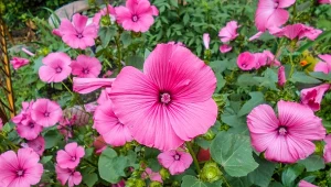 Ślazówka letnia (Lavatera trimestris) jest piękna i łatwa w uprawie.