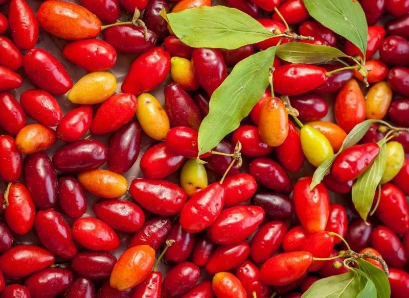 Owoce derenia jadalnego w zależności od uprawianej odmiany różnią się kształtem, kolorem, a nawet smakiem