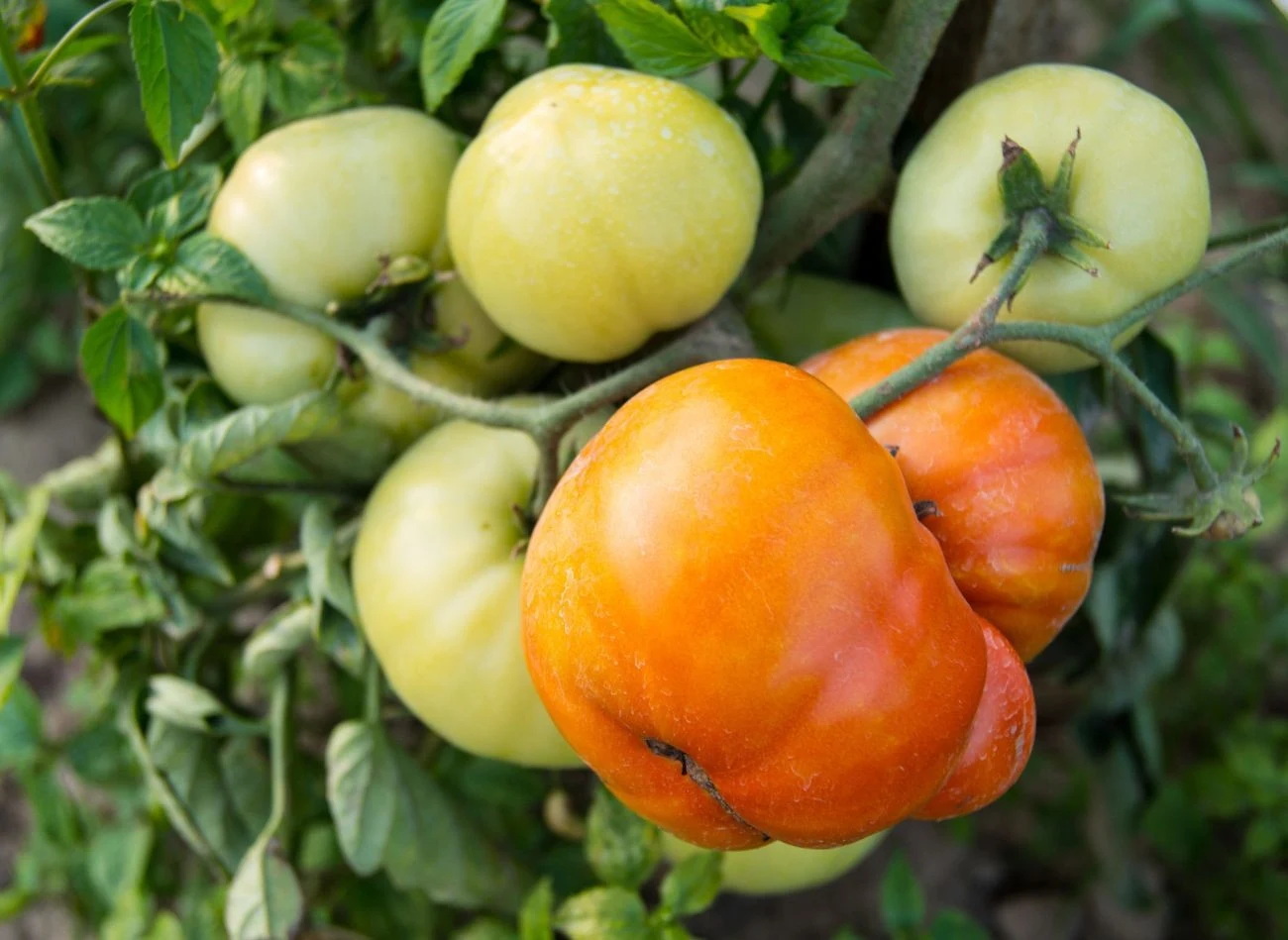 Sukcesem dobrej i zdrowej uprawy pomidorów jest dobór odpowiedniej odmiany.