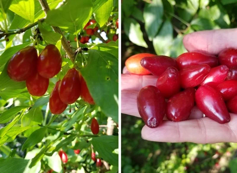 Dojrzałe owoce derenia spadają z drzewa, dlatego ogrodnicy radzą, by po obrysie korony na ziemi rozkładać miękką włókninę