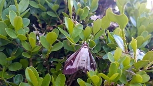 Najgroźniejsze są gąsienice, ale jeśli pozwolisz im się przepoczwarzyć, motyle rozwiną kolonię. Oto sposób na ćmę bukszpanową, wykorzystaj go, a zniknie z twojego ogrodu zanim problem stanie się naprawdę poważny.