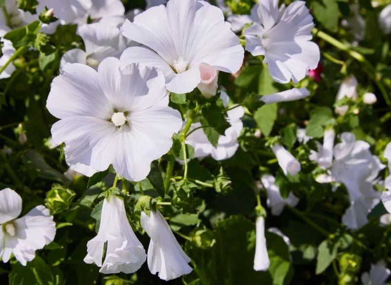 Możemy zdecydować się na ślazówkę letnią o białych, różowych lub czerwonych kwiatach