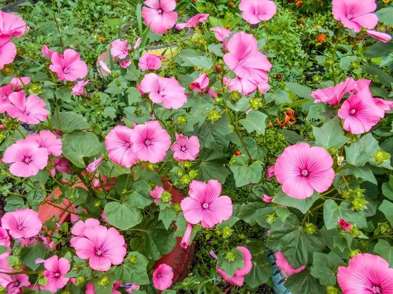 Piękne kwiaty ślazówki letniej pasują do wielu aranżacji w ogrodzie