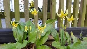 Psiząb (Erythronium) – ciekawe gatunki, uprawa i pielęgnacja
