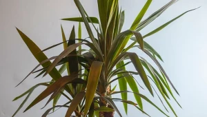 Juka wreszcie wystrzeli do góry i wypuści nowe liście. To zasługa "owocowej" odżywki