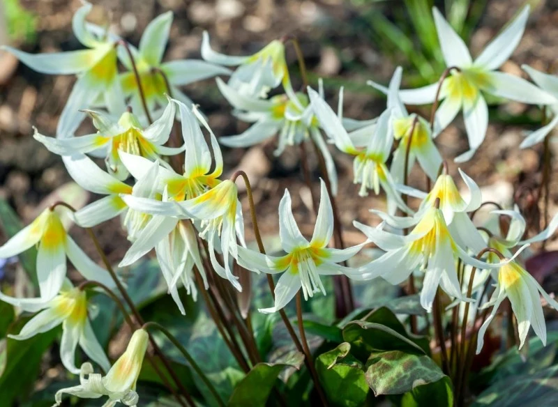 Psiząb to rodzaj roślin obejmujący około 30 gatunków