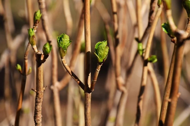 Odpowiednie nawożenie pobudzi hortensję do wzrostu, a następnie bujnego kwitnienia