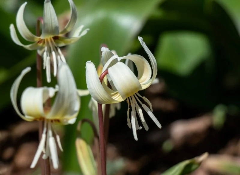 Podlewanie psizęba powinno być regularne, ale umiarkowane