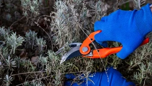 Jak przycinać lawendę po zimie, żeby bujnie rosła?