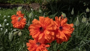 Niektóre odmiany maku wschodniego mają postrzępione płatki, jak np. 'May Queen'.