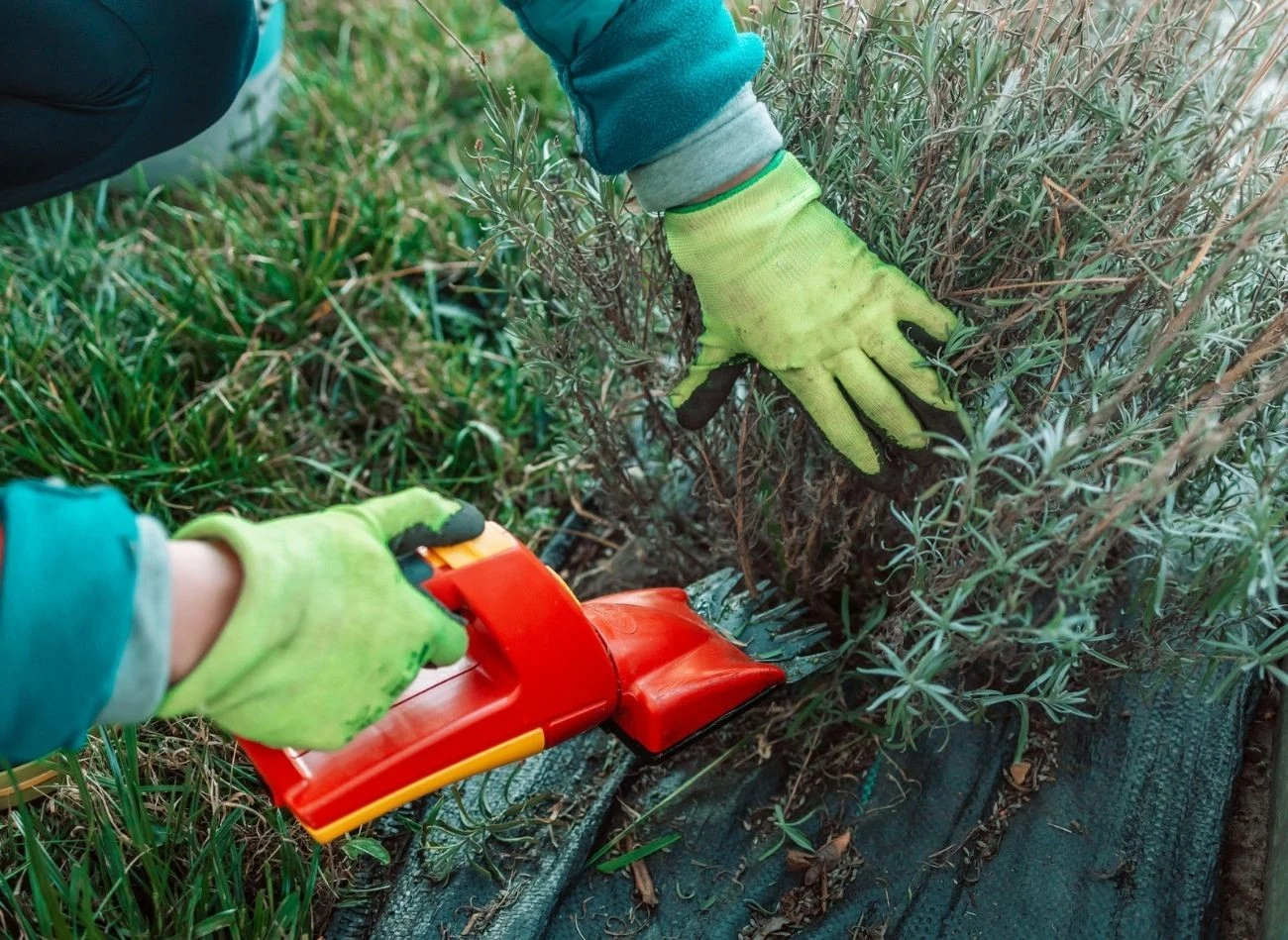 Podczas wiosennego cięcia lawendy pamiętaj o usuwaniu chorych, martwych lub uszkodzonych przez śnieg pędów.