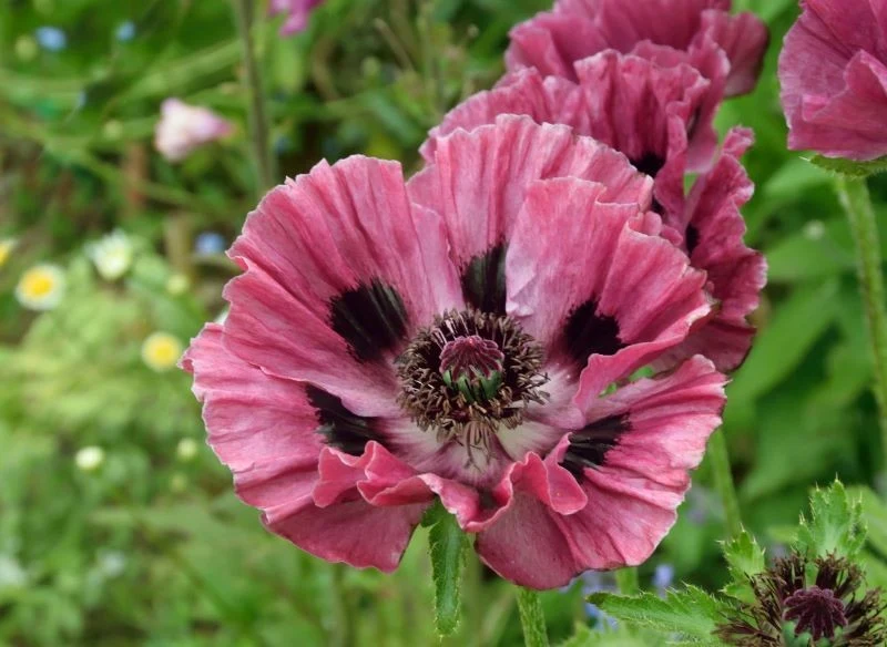 Mak wschodni występuje w wielu kolorowych odmianach