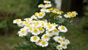 Nazywany jest "średniowieczną aspiryną". Złocień maruna – siew i uprawa