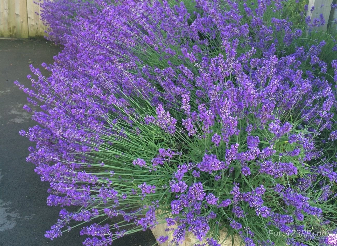 W jaki sposób pobudzić lawendę po ponownego kwitnienia?