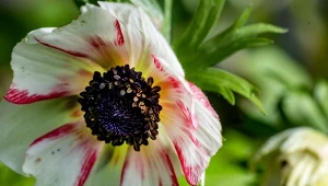 Anemony to jedne z piękniejszych kwitów, które kwitną aż do jesieni.