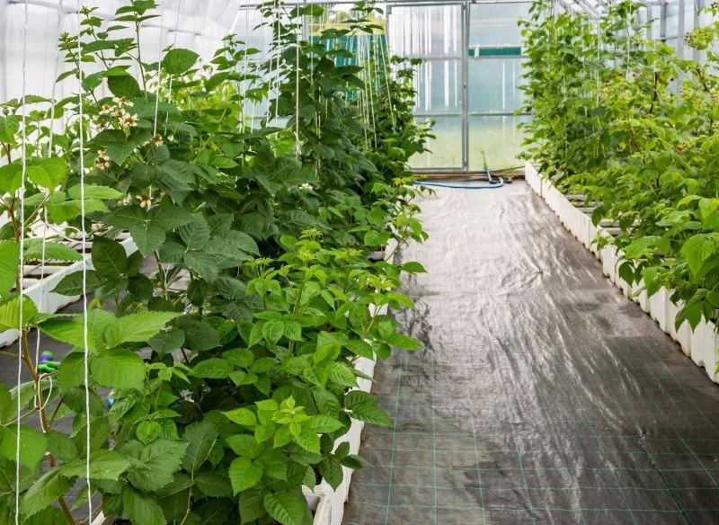 Uprawa malin long cane pozwala zwiększyć i przyspieszyć owocowanie