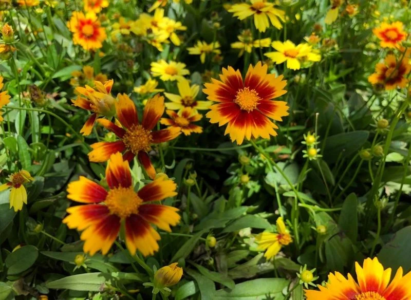 Nachyłek wielkokwiatowy jest jedną z najdłużej kwitnących roślin do ogrodu