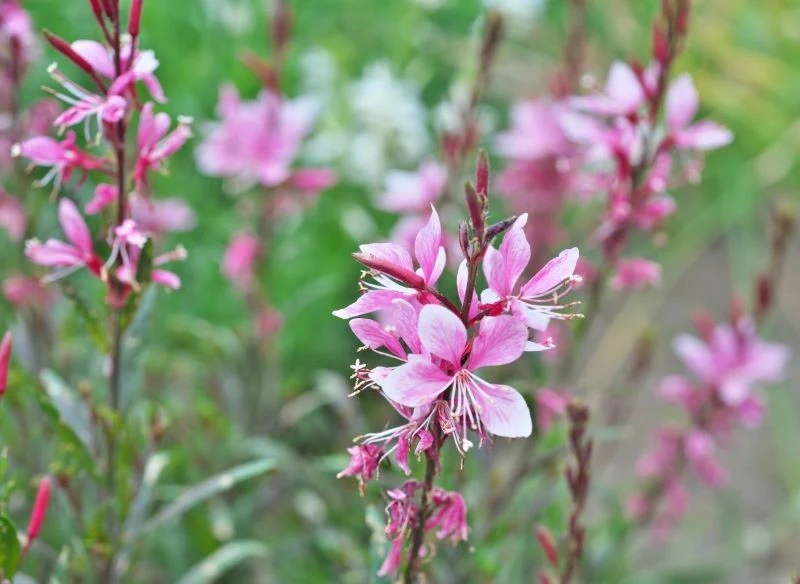Gaura Lindheimera urzeka delikatnymi kwiatostanami