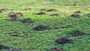 Jak pozbyć się kreta z ogrodu w humanitarny sposób?