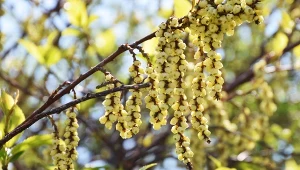 Stachiurek wczesny (Stachyurus praecox) – uprawa i pielęgnacja