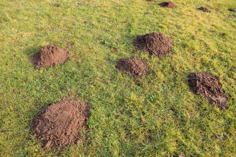Gniazdo kreta znajduje się w pobliżu kopców, ale w ustronnym miejscu