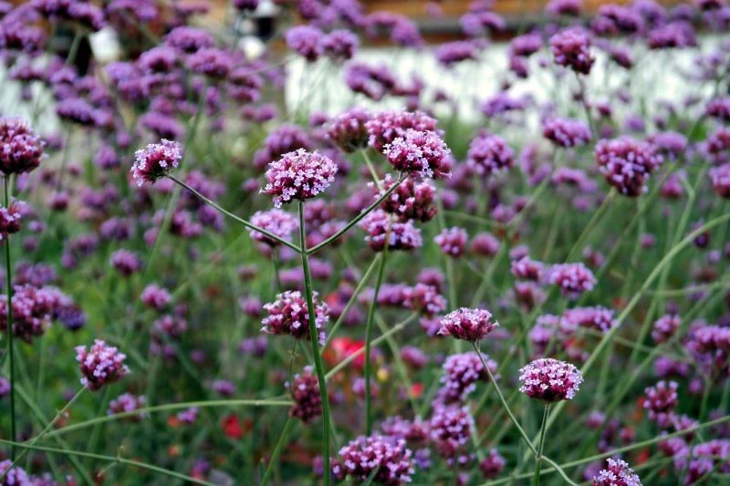 Szukając długo kwitnących roślin, nie zapomnijmy o werbenie patagońskiej