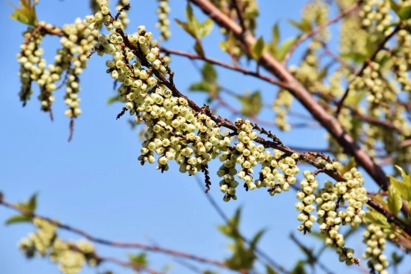 Stachiurek wczesny nie jest w pełni odporny na mróz, dlatego wymaga okrywania na zimę