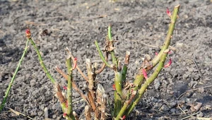 Kiedy najlepiej przycinać róże? Będą pięknie i długo kwitły w sezonie