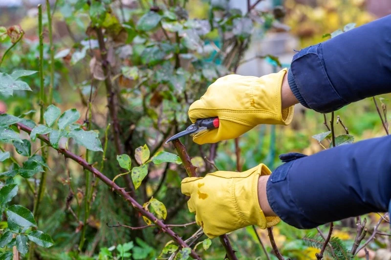 Przycinanie róż należy zaplanować na suchy, bezdeszczowy dzień, aby zapobiec rozprzestrzenianiu się chorób grzybiczych