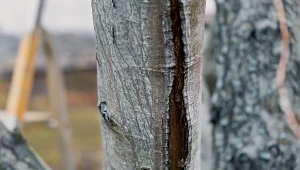 Dlaczego kora na drzewach owocowych pęka? Brak odpowiedniego zabezpieczenia sprawia, że tkanka może łatwo ulec uszkodzeniom.