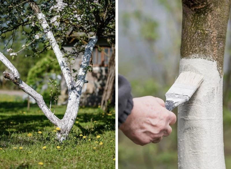 Bielenie drzew w terminie ma duże znaczenie