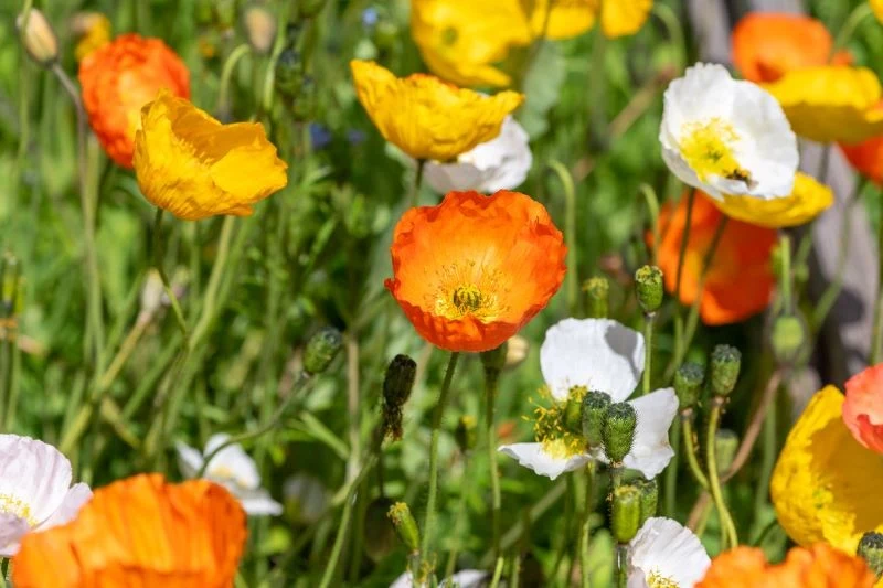 Mak syberyjski można siać na rozsadę już od połowy lutego
