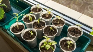 Sadzonki pomidorów będą zdrowe i dorodne. Wystarczy namoczyć nasiona przed siewem.