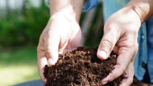 Czy  na wiosnę obornik można stosować pod drzewa owocowe?