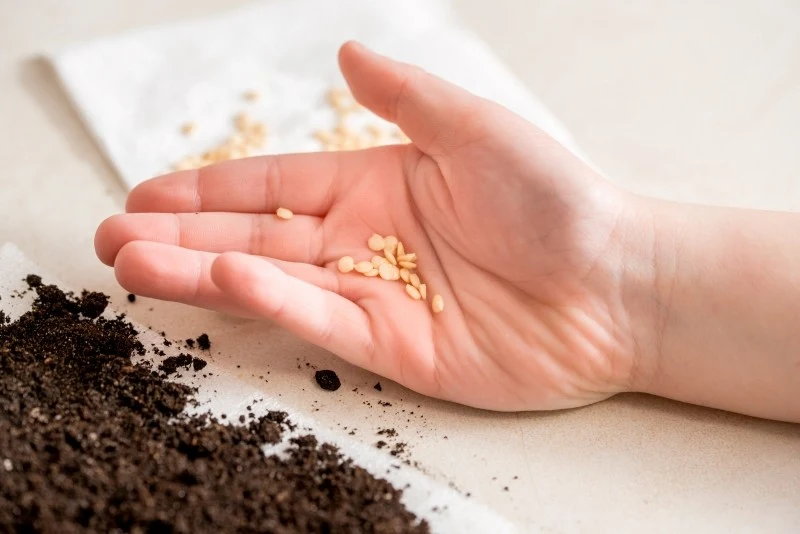 Moczenie nasion pomidorów przyspiesza ich kiełkowanie oraz zapewnia optymalne warunki do wzrostu