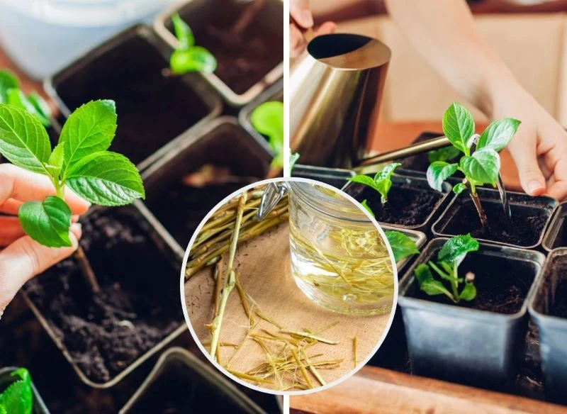 Woda wierzbowa może służyć do moczenia sadzonek oraz podlewania ich po zasadzeniu