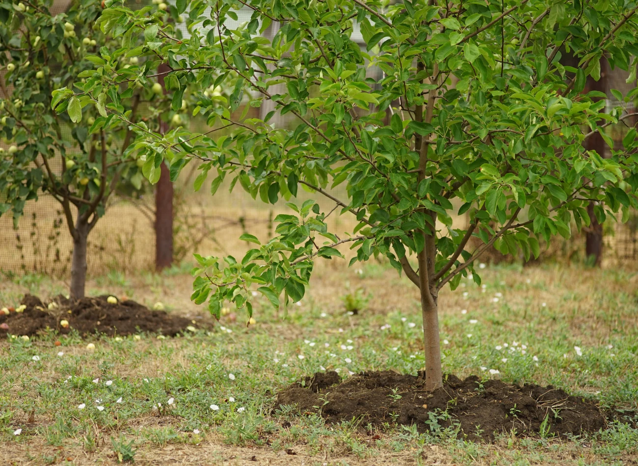 Jeśli używamy świeżego obornika pod drzewa owocowe, nie trzeba mieszać go z ziemią.