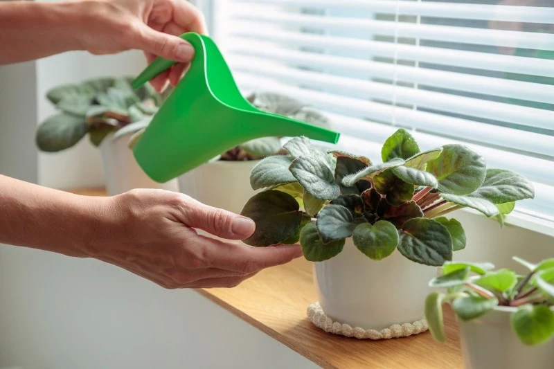 Kwasem bursztynowym można podlewać wiele roślin doniczkowych, w tym fiołki