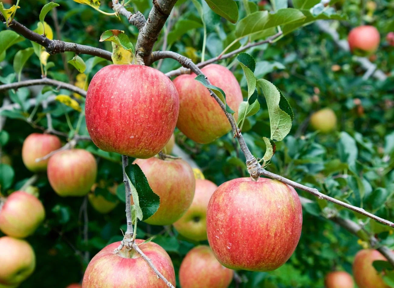 Dla początkujących sadowników najlepszą odmianą będzie jabłoń "Szampion", która łatwo wybacza błędy w uprawie.