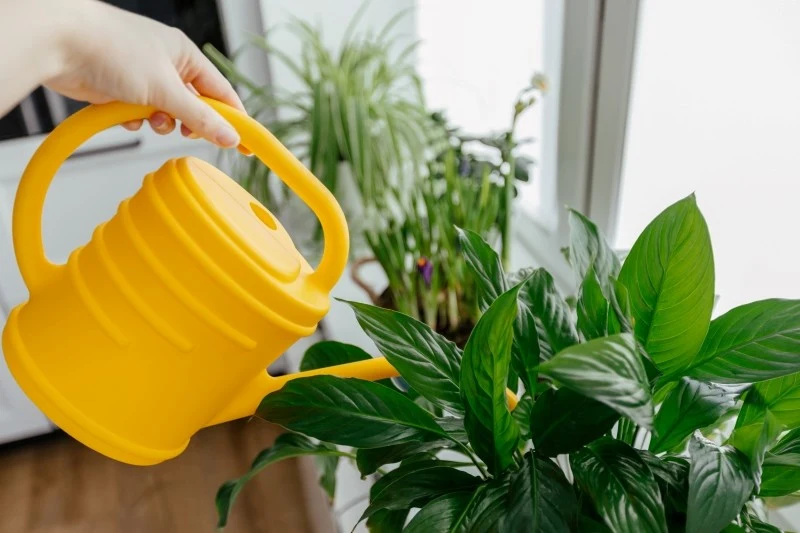 Kwas bursztynowy stymuluje skrzydłokwiat do kwitnienia