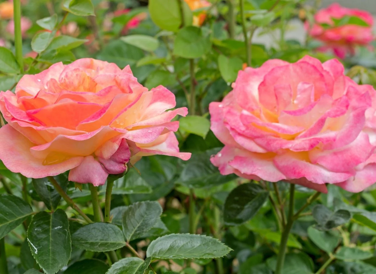 Róże to piękna ozdoba ogrodu, ale nie wolno ich sadzić w pobliżu jabłoni