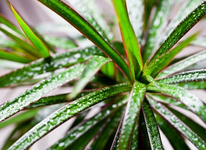 Roztworem kwasu bursztynowego można też spryskiwać liście