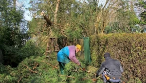 Sprawdź, kto może podciąć gałęzie zwisające z prywatnej działki.