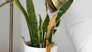 Dlaczego kwiaty domowe marnieją? U sansewierii częstą przyczyną są choroby grzybowe.