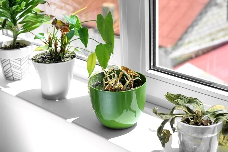 W przypadku chorób grzybowych u roślin domowe sposoby nie zawsze okazują się skuteczne