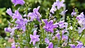 Dzwonek gargański to kwiat, który potrafi odmienić każdą przestrzeń.