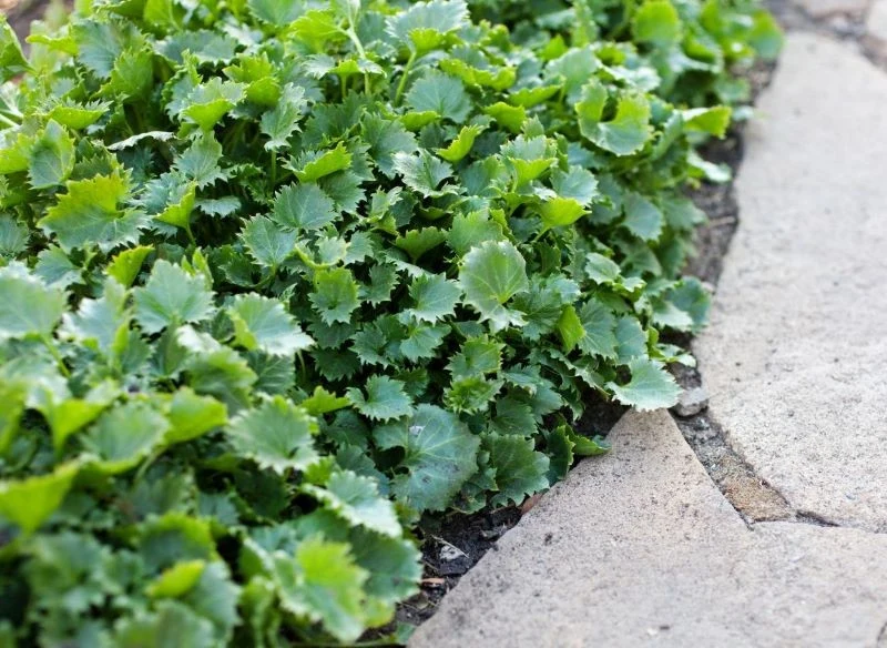 W pierwszym sezonie po posadzeniu roślina wytwarza dywan intensywnie zielonych liści, które już same w sobie są piękną ozdobą