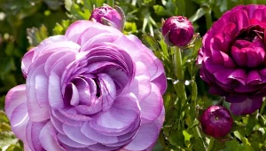 Najpiękniejsze odmiany jaskrów kwitną późną wiosną i trzymają pełne, kuliste kwiaty aż do lata.